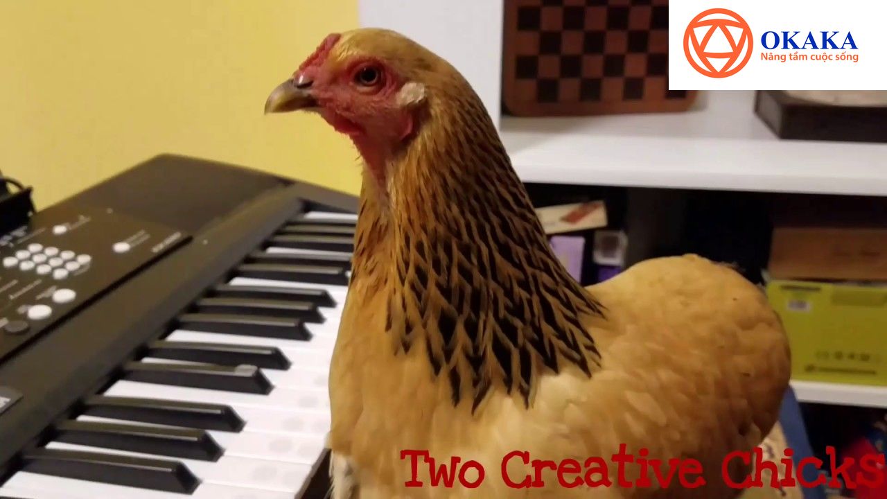Năm gà nói chuyện gà còn gì hợp hơn phải không bạn? Nếu bạn nghĩ gà chỉ biết mổ tùy tiện hay ngẫu hứng thì có lẽ bạn đã nhầm. Những chú gà/ cô gà cũng có khả năng chơi đàn piano nếu được huấn luyện bài bản đấy!